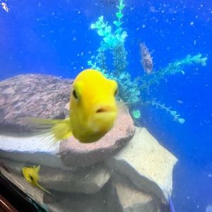 Meet your Posher, Chase